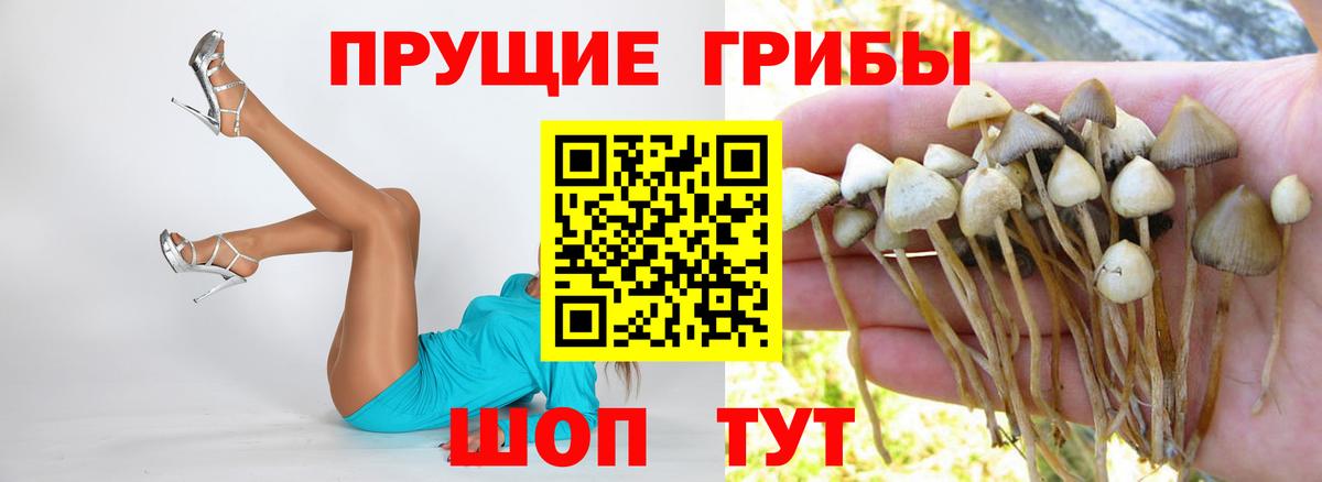 Галлюциногенные грибы Cubensis Карпинск